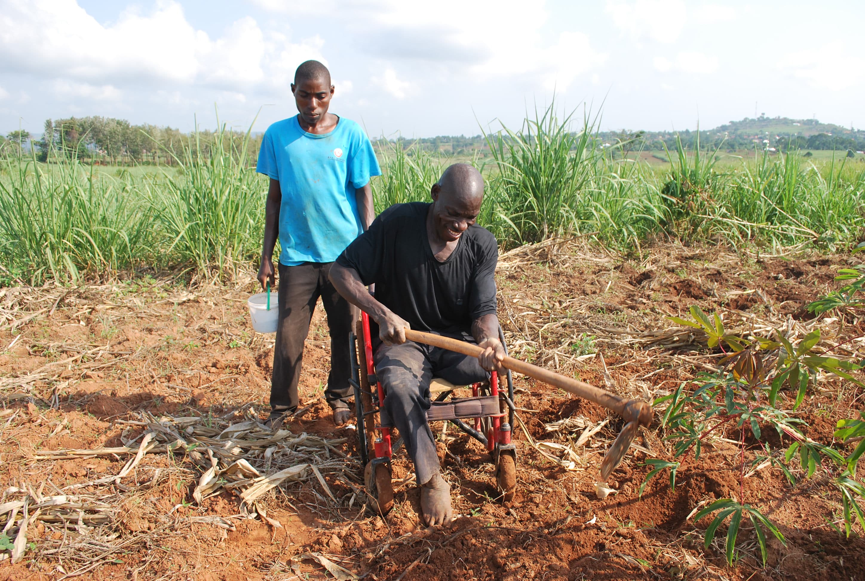 Disability has not ended his work — he tends his cassava garden from his wheelchair, with his son alongside.